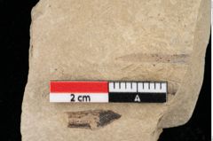 Foto (Detailansicht) von Glyptostrobus europaeus Brongniart (NHMW-GEO-2024-0188-0171)